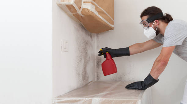 Professional Basement Mold Remediation technician working in Cedar Springs, MI