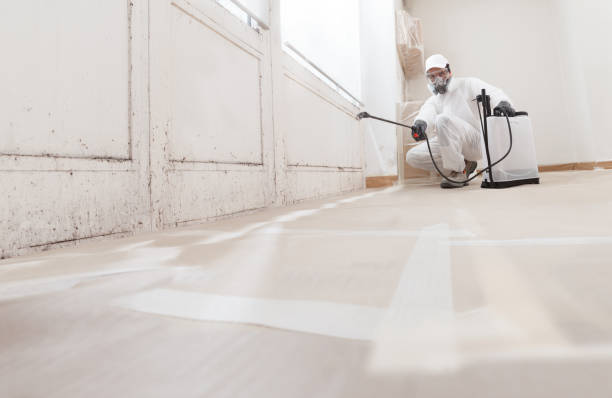 24/7 Emergency Basement Mold Remediation experts in Cedar Springs, MI