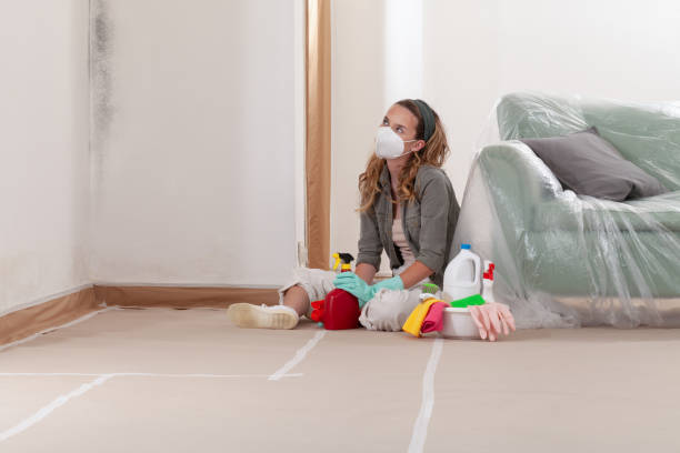 Reliable Basement Mold Remediation contractor in Cedar Springs, MI by Car Mold Remediation