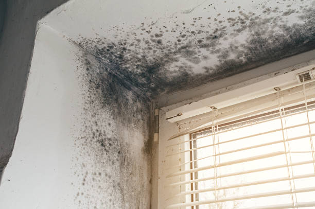 Affordable Basement Mold Remediation solutions in Cedar Springs, MI