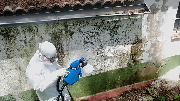 Top rated local Basement Mold Remediation specialists in Cedar Springs, MI